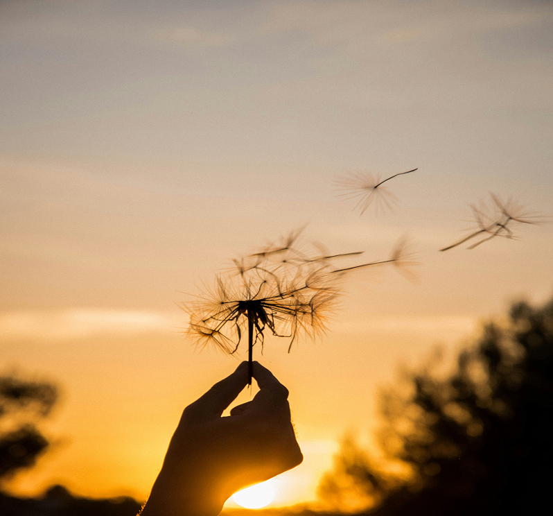 Eine Hand hält einen Löwenzahn gegen die untergehende Sonne, während die Samen sanft im Wind wegwehen.